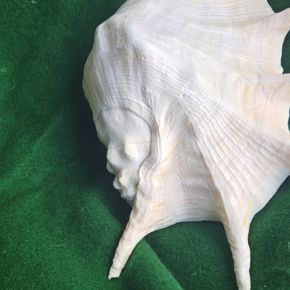 Large Seashell Decor - Picture 6 of 6